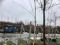 Witte berk - laanboom