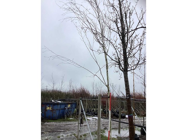 Witte berk - laanboom - afbeelding 2 van  3