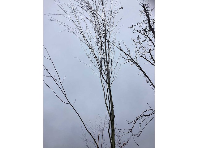 Witte berk - laanboom - afbeelding 3 van  3