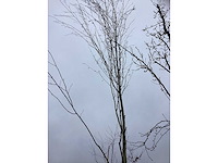 Witte berk - laanboom - afbeelding 3 van  3