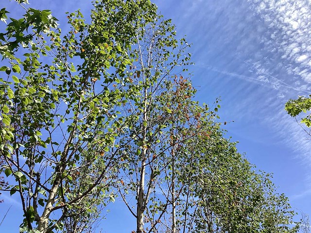 Witte berk - laanboom - afbeelding 1 van  2