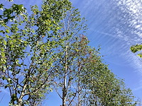 Witte berk - laanboom - afbeelding 1 van  2