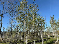 Witte berk - ornamental tree (2x) - afbeelding 1 van  2