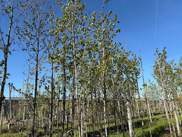 Witte berk - park tree - afbeelding 1 van  2