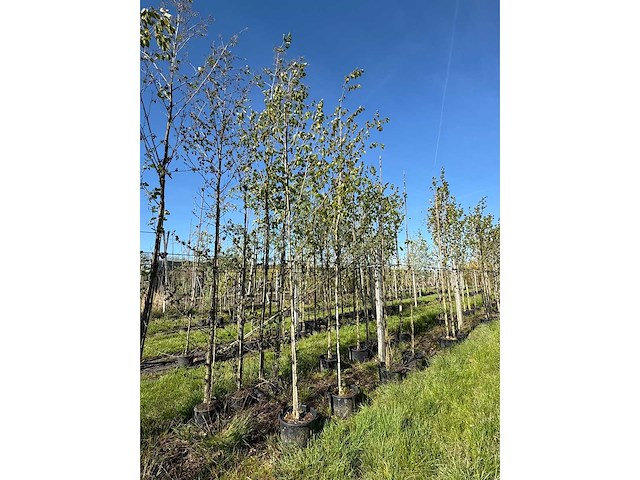 Witte berk - park tree - afbeelding 2 van  2