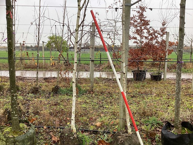 Witte berk - parkbomen (2x) - afbeelding 1 van  3