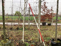Witte berk - parkbomen (2x) - afbeelding 1 van  3