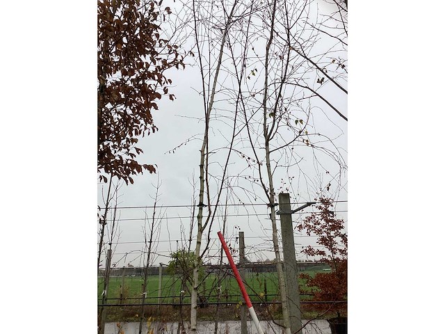 Witte berk - parkbomen (2x) - afbeelding 2 van  3