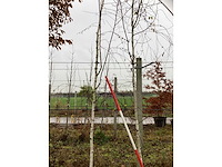 Witte berk - parkbomen (2x) - afbeelding 3 van  3