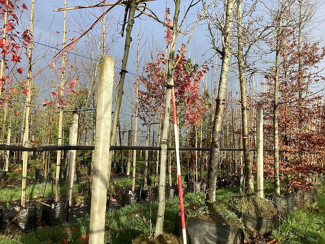 Witte berk - parkboom - afbeelding 1 van  3