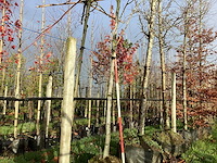 Witte berk - parkboom - afbeelding 1 van  3