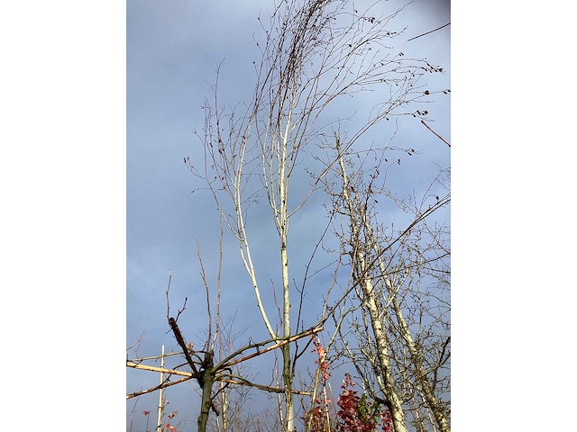 Witte berk - parkboom - afbeelding 2 van  3