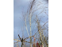 Witte berk - parkboom - afbeelding 2 van  3