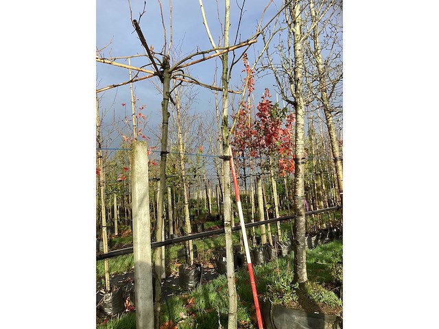 Witte berk - parkboom - afbeelding 3 van  3