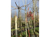 Witte berk - parkboom - afbeelding 3 van  3