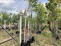 Witte berk - sierboom - afbeelding 1 van  2