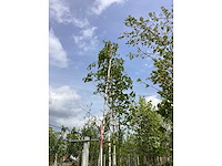 Witte berk - sierboom - afbeelding 2 van  2