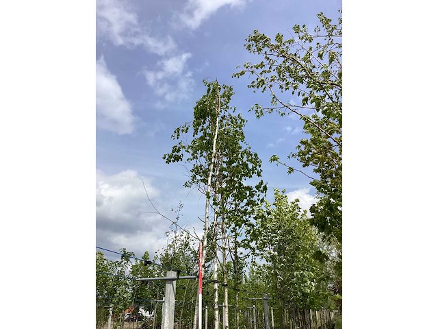 Witte berk - sierboom - afbeelding 2 van  2