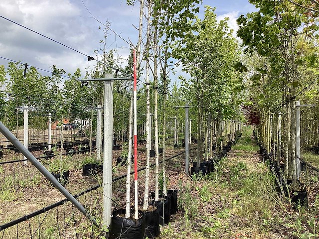 Witte berk - sierboom - afbeelding 1 van  2