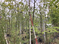Witte berk - sierboom - afbeelding 1 van  3