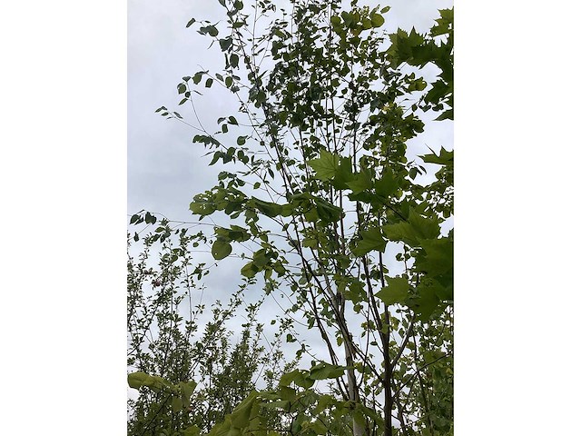 Witte berk - sierboom - afbeelding 2 van  3