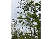 Witte berk - sierboom - afbeelding 2 van  3