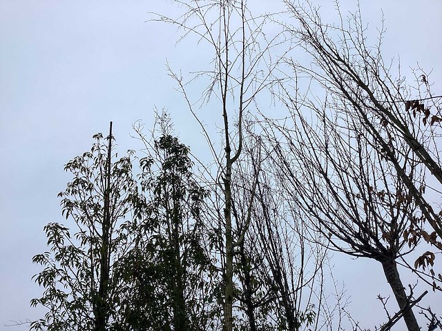 Witte berk - vormboom - afbeelding 1 van  2