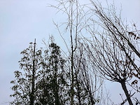 Witte berk - vormboom - afbeelding 1 van  2