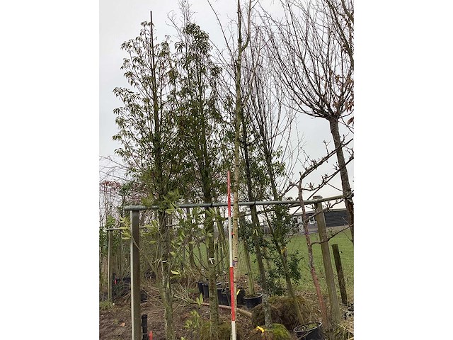 Witte berk - vormboom - afbeelding 2 van  2