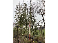 Witte berk - vormboom - afbeelding 2 van  2