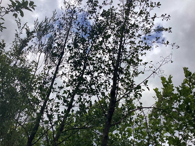 Witte els - parkboom - afbeelding 1 van  2
