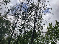 Witte els - parkboom - afbeelding 1 van  2