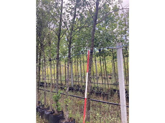 Witte els - parkboom - afbeelding 1 van  2