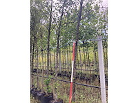 Witte els - parkboom - afbeelding 1 van  2