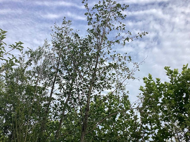 Witte els - parkboom - afbeelding 1 van  2