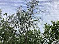 Witte els - parkboom - afbeelding 1 van  2