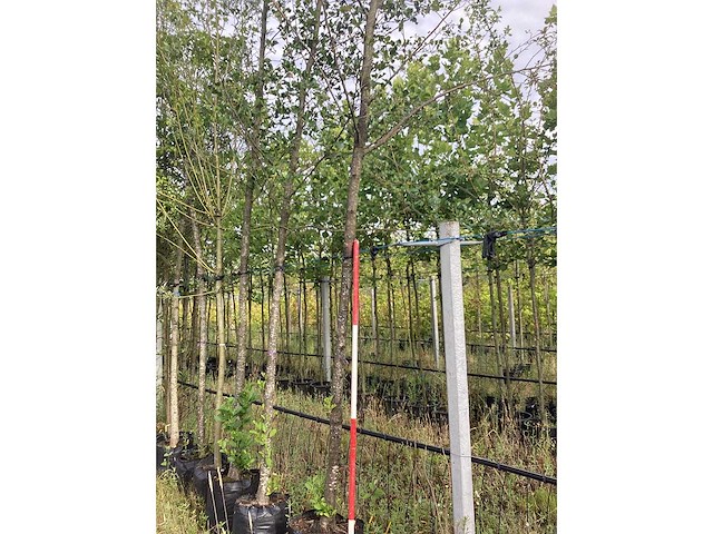 Witte els - parkboom - afbeelding 2 van  2