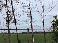 Witte els - sierboom - afbeelding 1 van  2