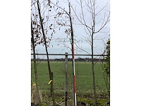 Witte els - sierboom - afbeelding 2 van  2