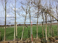 Witte els - vormboom - afbeelding 1 van  2