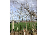 Witte els - vormboom - afbeelding 2 van  2