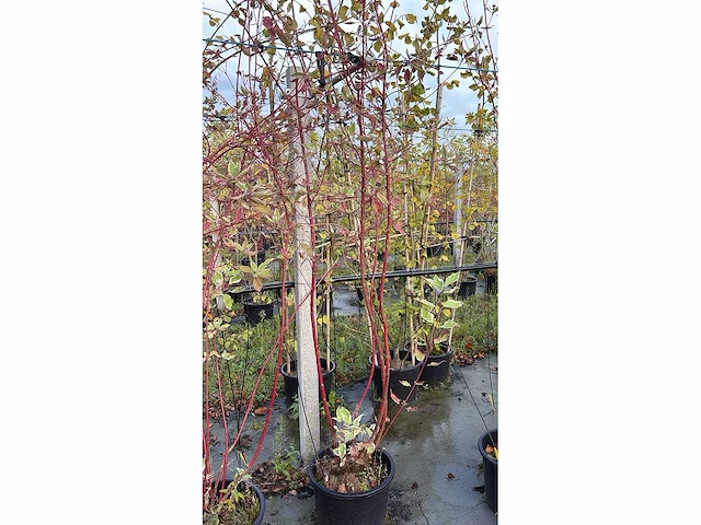 Witte kornoelje - multi-stemmed tree - afbeelding 1 van  2