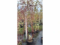 Witte kornoelje - multi-stemmed tree