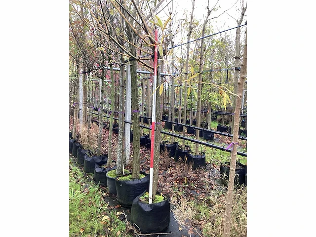 Witte moerbei - bolboom - afbeelding 1 van  3