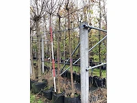 Witte moerbei - bolboom - afbeelding 3 van  3