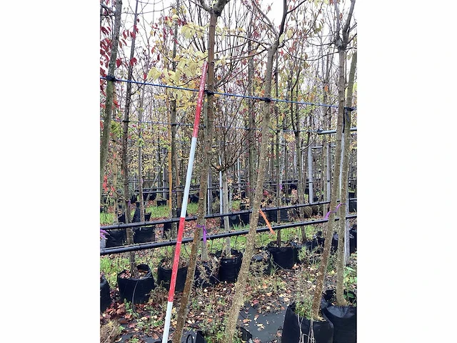 Witte moerbei - bolboom - afbeelding 2 van  2