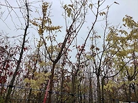 Witte moerbei - bolboom