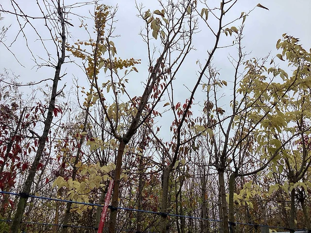 Witte moerbei - bolboom - afbeelding 1 van  1
