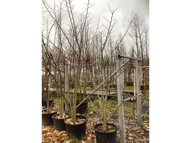 Witte moerbei - meerstammige boom (2x) - afbeelding 2 van  3