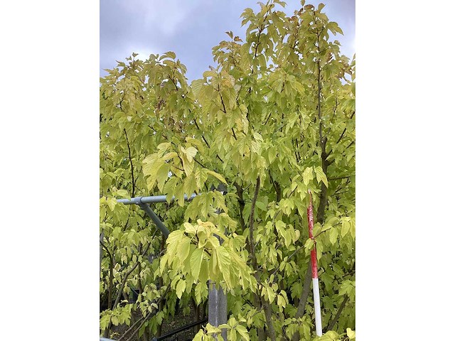 Witte moerbei - meerstammige boom (3x) - afbeelding 3 van  3